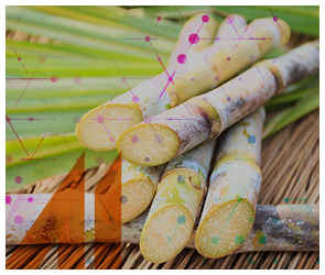 Suger Processing Chemicals